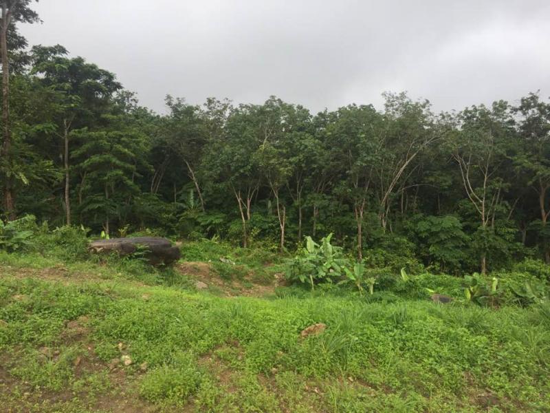  Picture 40000 m2 of land to sale on the hills of Kamala, Phuket, Thailand