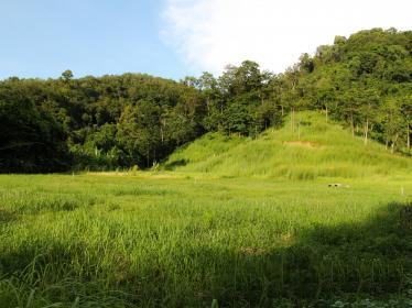 Picture Land  for sale In Koh Sirey: 31 Rai. 