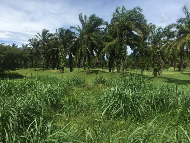 Picture Superb Plot for Sale in Loch Palm Kathu Phuket