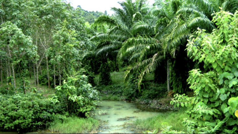 Photo land for sale with stunning view of Phang Nga Bay.